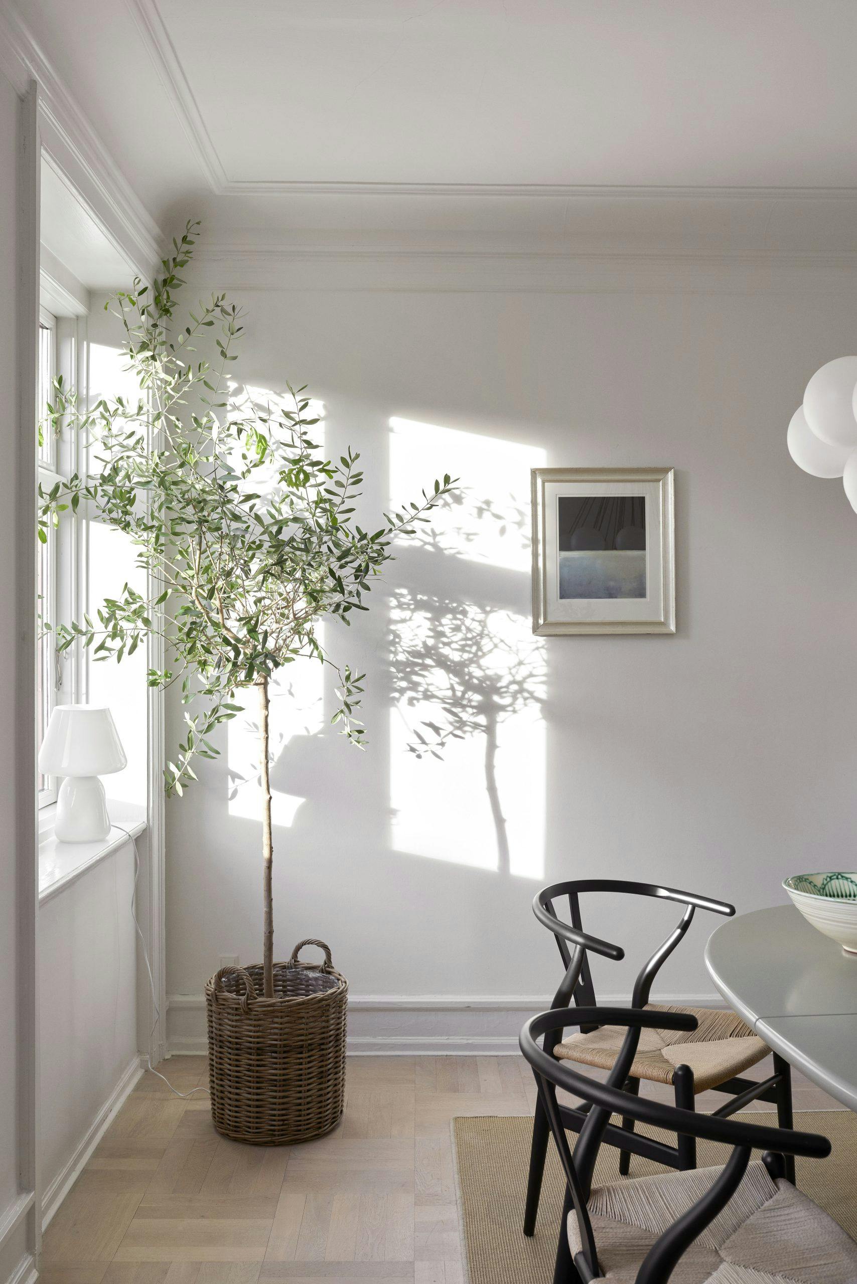 Plante i hjørne Plante i hjørne